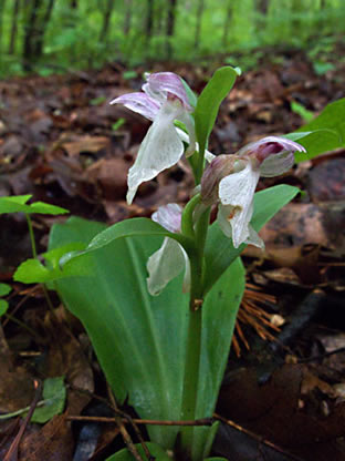 another photo of flowers